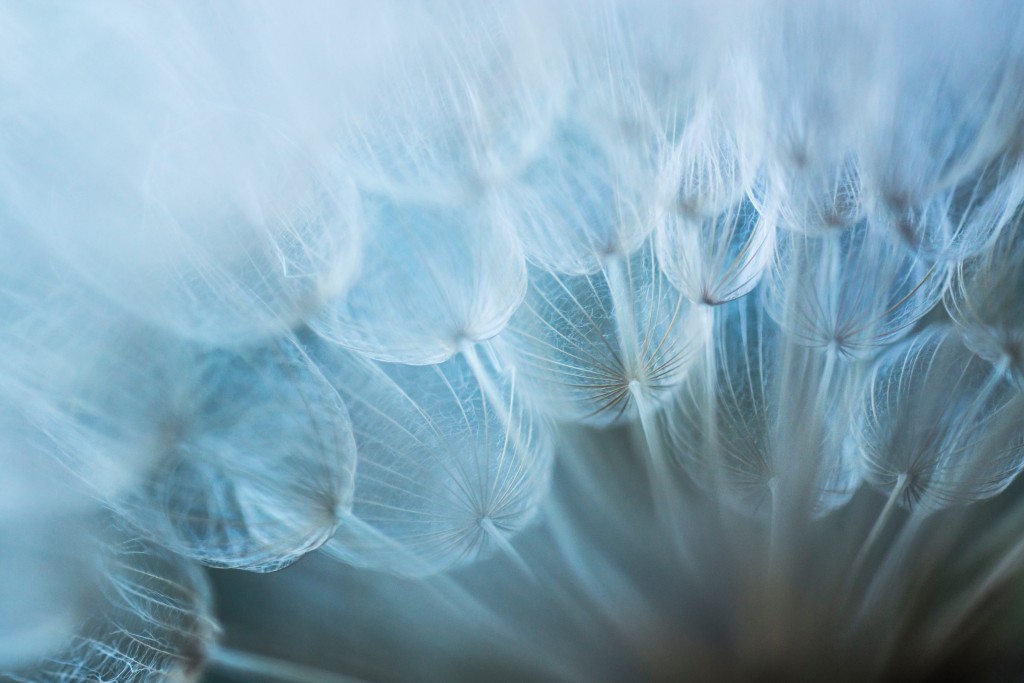 Closeup of dandelion fluff from below
